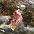 Цветок и бутоны горлянкового дерева (Calabash Tree / Crescentia alata / Jicara / Luch Maya / Crescentia cujete)