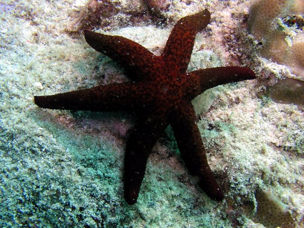 Морская звезда Fromia milleporella