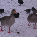 Птицы в Риджентс Парк (Regents park)