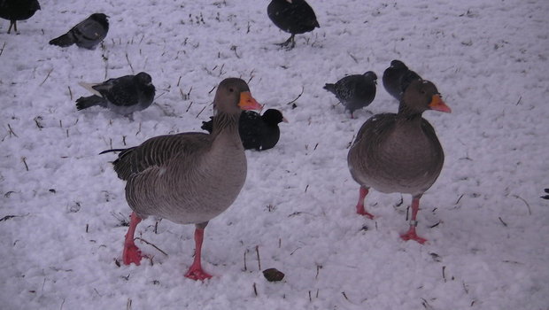 Птицы в Риджентс Парк (Regents park)