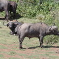 Африканские буффало (African Buffalo / Syncerus caffer)