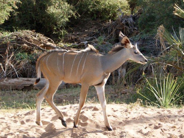 Чудо-зверь - Антилопа канна, или эланда  (Eland / Taurotragus oryx)