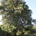 Дерево, поросшее мхами