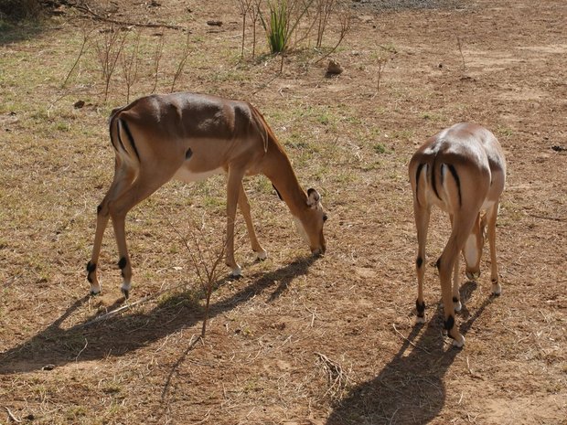 Геренук (Litocranius walleri) или жирафовая газель в Национальном парке Самбуру