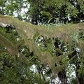 Мхи ливневого леса Кении
