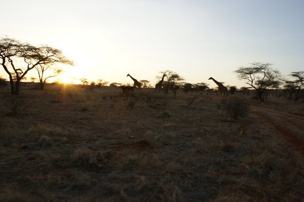 На горизонте жирафы!