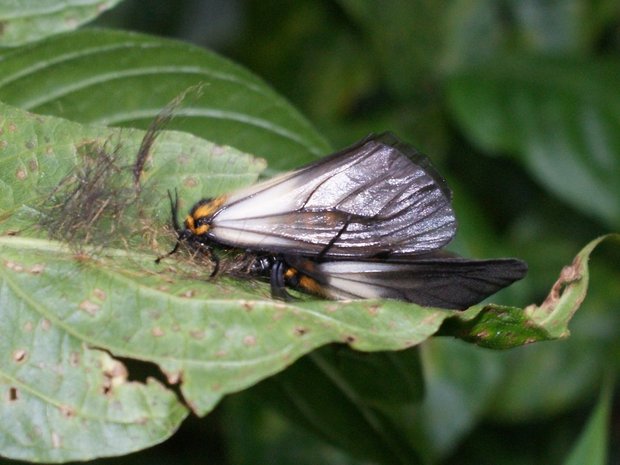 Ночные бабочки (moth Mount Kenya)