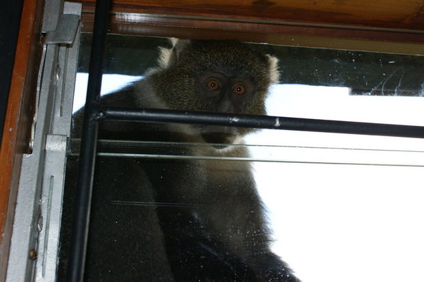 Обезьянка на окне (Sykes' Monkey)