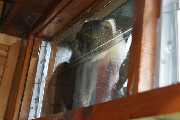 Обезьянка заглядывает в окно (Sykes' Monkey)
