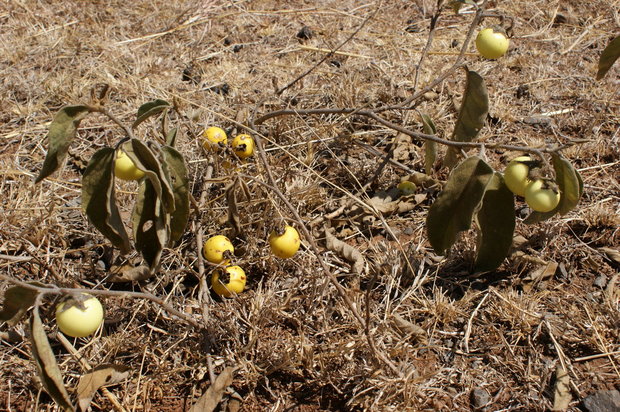 Пасленовое (Solanum virginianum)
