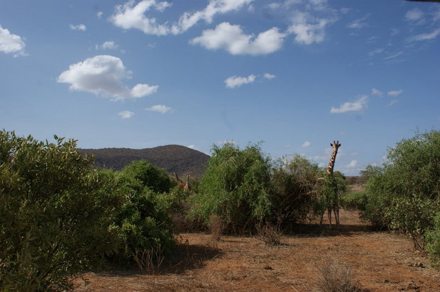 Пейзаж с жирафами