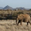 Слоны национального парка Самбуру