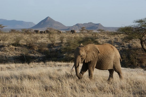 Слоны национального парка Самбуру