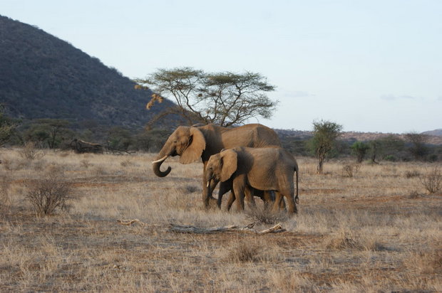 Слоны Самбуру