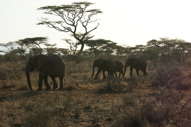 Слоны в Самбуру