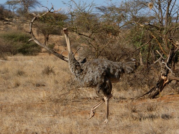 Сомалийский страус (Somali ostrich / Struthio molybdophanes / somalianstrutsiksi). Самка