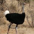 Сомалийский страус в парке Самбуру