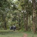 Светлый лес горы Кения