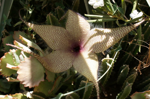 Цветочки на клумбах - Стапелия гигантская (Stapelia gigantea)