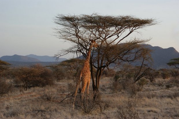 Утренний жираф