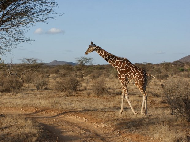 Жираф (Giraffa cameleopardalis)