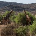 Жирафы в Самбуру