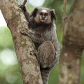 Brazil Monkey. Sagui Monkey