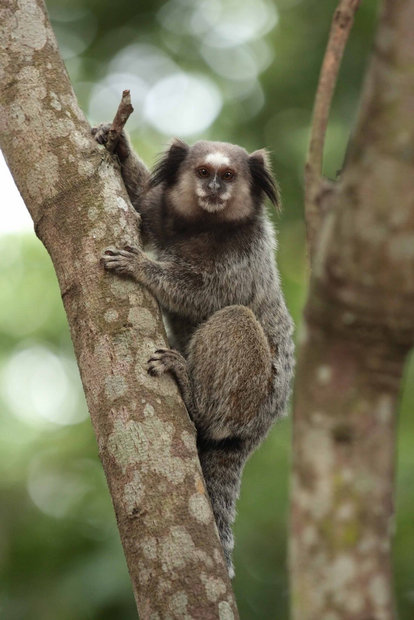 Brazil Monkey. Sagui Monkey