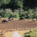 Африканские буффало на горе Кения