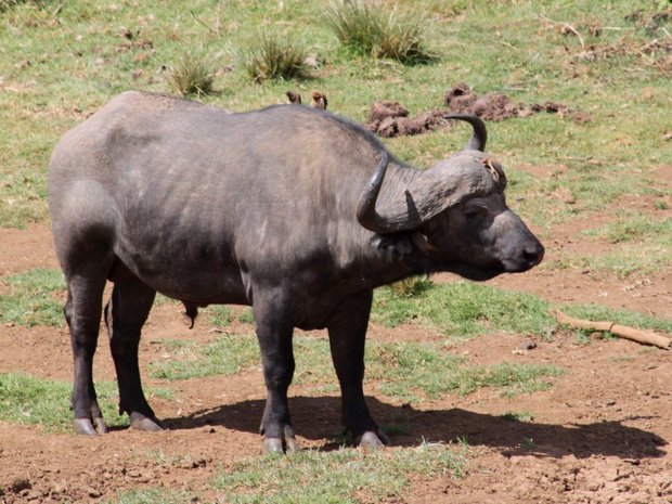 Африканский буффало (African Buffalo / Syncerus caffer)