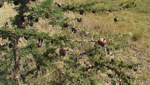 Акация Acacia drepanolobium с домиками для муравьев