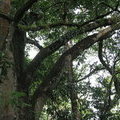 Деревья горы Кения