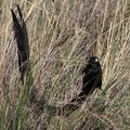 Длиннохвостый бархатный ткач (Long-tailed Widowbird / Euplectes progne)