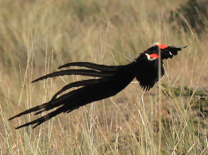 Кения на фото | Длиннохвостый бархатный ткач (Long-tailed Widowbird /  Euplectes progne)