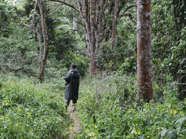 Экскурсия в лес на горе Кения