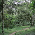 Ливневый лес на горе Кения