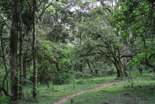 Ливневый лес на горе Кения