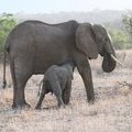 Мама для слоненка