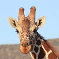 Сетчатый жираф (Giraffa cameleopardalis)