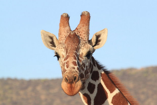 Сетчатый жираф (Giraffa cameleopardalis)