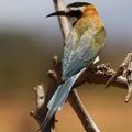 Щурки (Белогорлый пчелоед / White-Throated Bee-Eater / Merops albicollis)