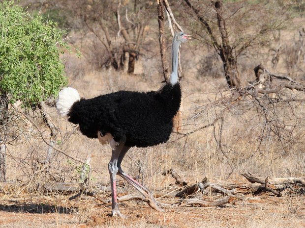 Сомалийский страус (Somali ostrich / Struthio molybdophanes / somalianstrutsiksi)