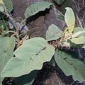 Супер-колючее растение Solanum virginianum 