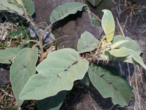 Супер-колючее растение Solanum virginianum 