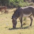 Зебра Греви или пустынная зебра (Grevy's Zebra / Equus grevyi)