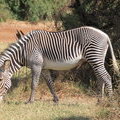 Зебра Греви или пустынная зебра (Grevy's Zebra / Equus grevyi)