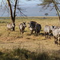 Зебры в Накуру