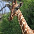Жираф (Giraffa cameleopardalis)