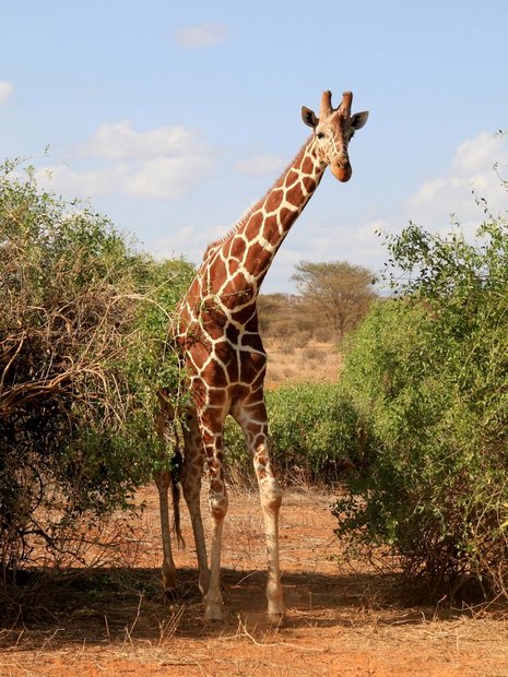 Жирафчик (Giraffa cameleopardalis)