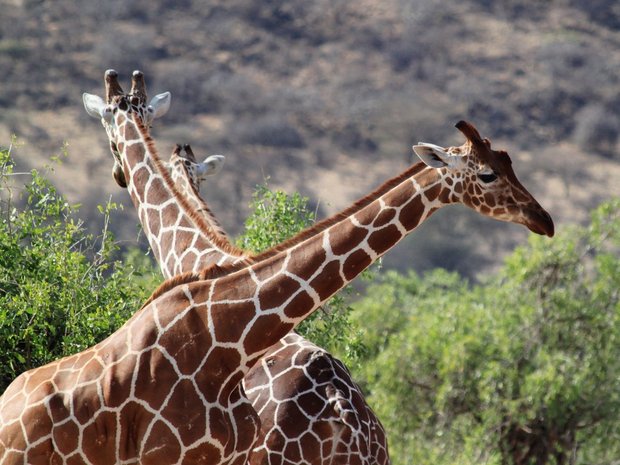 Жирафы в Самбуру